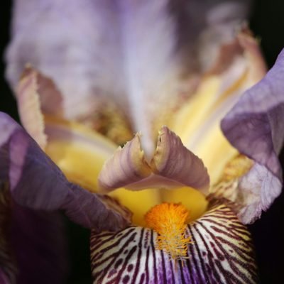 photo-1540384420870-1ca70fde8642